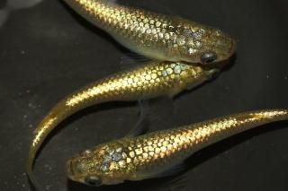 ������ �ڸ�ʪ�ۡ�����2ɤ�᥹2ɤ��������M��L��DD1818