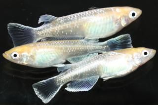 ���������ޥꥢ������ �ڸ�ʪ�ۡ�����2ɤ�᥹2ɤ��������M��L��DD1819