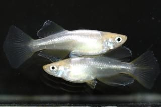 ��ϥꥢ����󥰥ե��� �ڸ�ʪ�ۡ�����1ɤ�᥹1ɤ��������M��L��DD1820