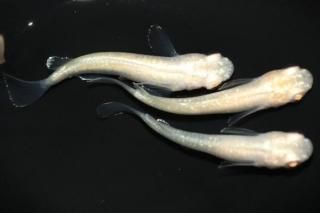 �ȥ��ԥ��륵�󥻥å� �ڸ�ʪ�ۡ�����1ɤ�᥹2ɤ��������M��L��DD1901