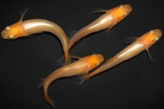 ��ɱ �ڸ�ʪ�ۡ�����2ɤ�᥹2ɤ��������M��L��DD1902