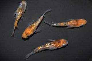 �������Ⱦ����� �ڸ�ʪ�ۡ�����2ɤ�᥹2ɤ��������M��L��DD1903