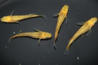 �쥯�ꥹ �ڸ�ʪ�ۡ�����2ɤ�᥹2ɤ��������M��L��DD1904