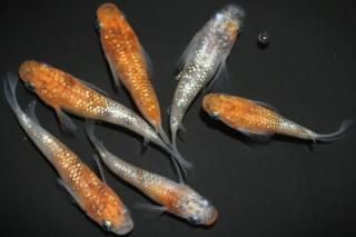 ����������ޤη��� �ڸ�ʪ�ۡ�����3ɤ�᥹3ɤ��������M��L��DD1907