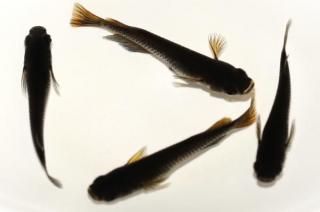 ������ �ڸ�ʪ�ۡ�����2ɤ�᥹2ɤ��������M��L��DD1908