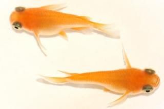 �����̵��ޥ���� �ڸ�ʪ�ۡ�����1ɤ�᥹1ɤ��������M��L��DD1909