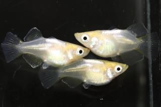 ŷ������� �ڸ�ʪ�ۡ�����1ɤ�᥹2ɤ��������M��DD1911