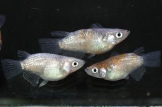 ����������ޡ�Bɽ���� �ڸ�ʪ�ۡ�����2ɤ�᥹2ɤ��������M��L��DD1912