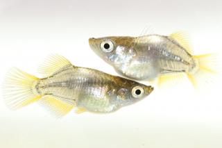 ��Ĵ� �ڸ�ʪ�ۡ�����2ɤ�᥹2ɤ��������M��DD1913