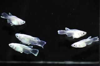 �ۥ磻�ȥޥꥢ���������� �ڸ�ʪ�ۡ�����2ɤ�᥹3ɤ��������M��L��DD2001