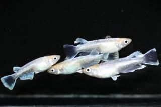 ���������ޥꥢ������ �ڸ�ʪ�ۡ�����2ɤ�᥹2ɤ��������L��DD2002