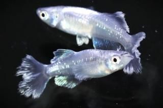 ���ե��˹� �ڸ�ʪ�ۡ�����1ɤ�᥹1ɤ��������M��L��DD2003