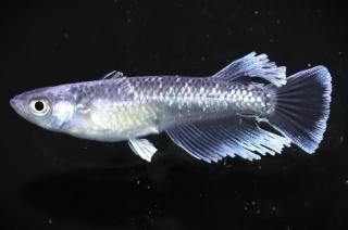 �뵴 �ڸ�ʪ�ۡ�����1ɤ�᥹1ɤ��������M��L��DD2004