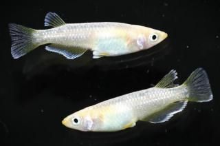 �ե����ȥ������� �ڸ�ʪ�ۡ�����1ɤ�᥹1ɤ��������M��L��DD2005