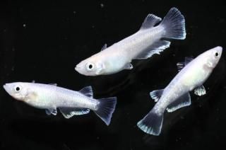 �ե����� �ڸ�ʪ�ۡ�����1ɤ�᥹2ɤ��������M��L��DD2006