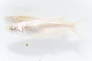 �ߥ顼���� �ڸ�ʪ�ۡ�����1ɤ�᥹1ɤ��������M��L��DD2007