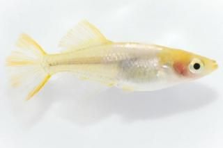 ����Ʃ���ڥҥ��� �ڸ�ʪ�ۡ�����1ɤ�᥹2ɤ��������L��DD2008