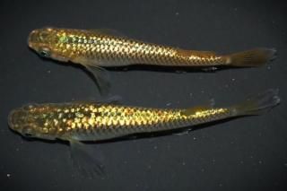 ������ �ڸ�ʪ�ۡ�����1ɤ�᥹1ɤ��������L��DD2009