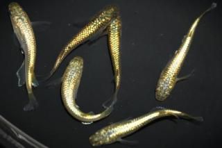 ������ �ڸ�ʪ�ۡ�����2ɤ�᥹4ɤ��������M��L��DD2010