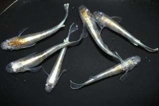 �ֳ��η��� �ڸ�ʪ�ۡ�����2ɤ�᥹4ɤ��������M��L��DD2101