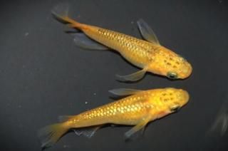 �쥯�ꥹ���硼�� �ڸ�ʪ�ۡ�����1ɤ�᥹1ɤ��������M��L��DD2102