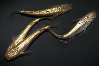 ������ �ڸ�ʪ�ۡ�����4ɤ��������L��DD2103