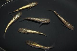 ������ �ڸ�ʪ�ۡ�����2ɤ�᥹4ɤ��������M��L��DD2104