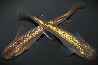 ������ �ڸ�ʪ�ۡ�����1ɤ�᥹1ɤ��������M��L��DD2105