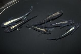 ����Ƿ�ҥ�Ĺ �ڸ�ʪ�ۡ�����3ɤ�᥹3ɤ��������M��L��DD2106