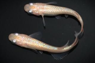 ������ �ڸ�ʪ�ۡ�����1ɤ�᥹1ɤ��������M��L��DD2107