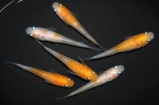 ��Į�η��� �ڸ�ʪ�ۡ�����3ɤ�᥹3ɤ��������M��L��DD2108