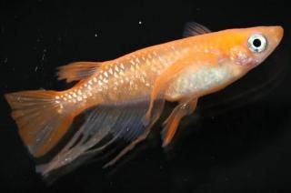 ���¼��֥������ �ڸ�ʪ�ۡ�����1ɤ��������M��L��DD2109