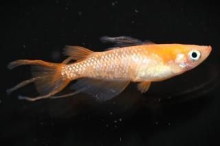 ���¼��֥������ �ڸ�ʪ�ۡ�����1ɤ��������M��L��DD2110