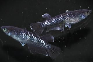 �ߥåɥʥ��ȥե�뼿�� �ڸ�ʪ�ۡ�����1ɤ�᥹1ɤ��������M��L��DD2111