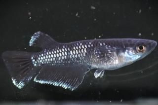 �ߥåɥʥ��ȥե�뼿�� �ڸ�ʪ�ۡ�����1ɤ�᥹1ɤ��������M��DD2112