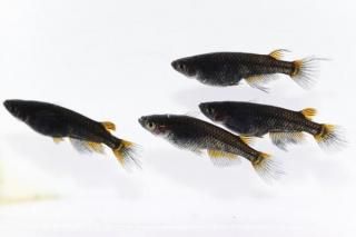 է�� �ڸ�ʪ�ۡ�����2ɤ�᥹2ɤ��������M��L��DD2113