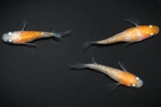 ������ҥ�Ĺ����ޤη��� �ڸ�ʪ�ۡ�����1ɤ�᥹2ɤ��������M��L��DD2115