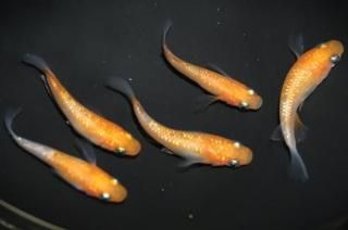 ������ҥ�Ĺ����ޤη��� �ڸ�ʪ�ۡ�����2ɤ�᥹3ɤ��������M��L��DD2116