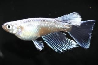 �Ĵ�Ƿ�ꥢ����󥰥ե��� �ڸ�ʪ�ۡ�����1ɤ��������M��L��DD2117