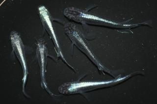 <img class='new_mark_img1' src='https://img.shop-pro.jp/img/new/icons1.gif' style='border:none;display:inline;margin:0px;padding:0px;width:auto;' />����ѥ�֥롼 �ڸ�ʪ�ۡ�����2ɤ�᥹4ɤ��������M��L��DD2011