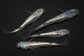 <img class='new_mark_img1' src='https://img.shop-pro.jp/img/new/icons1.gif' style='border:none;display:inline;margin:0px;padding:0px;width:auto;' />�ͥץ��塼�� �ڸ�ʪ�ۡ�����2ɤ�᥹2ɤ��������M��L��DD2012