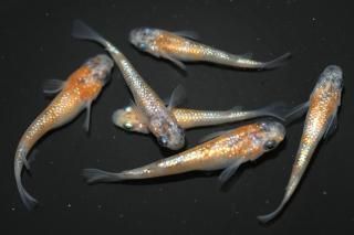 <img class='new_mark_img1' src='https://img.shop-pro.jp/img/new/icons1.gif' style='border:none;display:inline;margin:0px;padding:0px;width:auto;' />��ڡߤߤ���ϻ������F2 �ڸ�ʪ�ۡ�����3ɤ�᥹3ɤ��������M��L��DD2014