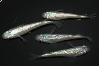 <img class='new_mark_img1' src='https://img.shop-pro.jp/img/new/icons1.gif' style='border:none;display:inline;margin:0px;padding:0px;width:auto;' />�ԥ󥯥��ե�����NEO�ߥ�ƥ�F2 �ڸ�ʪ�ۡ�����2ɤ�᥹2ɤ��������M��L��DD2015