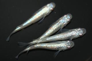 <img class='new_mark_img1' src='https://img.shop-pro.jp/img/new/icons1.gif' style='border:none;display:inline;margin:0px;padding:0px;width:auto;' />�ԥ󥯥��ե�����NEO�ߥ�ƥ�F2 �ڸ�ʪ�ۡ�����2ɤ�᥹2ɤ��������M��L��DD2016