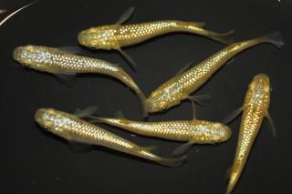 <img class='new_mark_img1' src='https://img.shop-pro.jp/img/new/icons1.gif' style='border:none;display:inline;margin:0px;padding:0px;width:auto;' />������ �ڸ�ʪ�ۡ�����3ɤ�᥹3ɤ��������M��L��DD2017