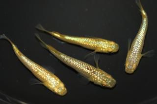 <img class='new_mark_img1' src='https://img.shop-pro.jp/img/new/icons1.gif' style='border:none;display:inline;margin:0px;padding:0px;width:auto;' />������ �ڸ�ʪ�ۡ�����2ɤ�᥹2ɤ��������M��L��DD2018