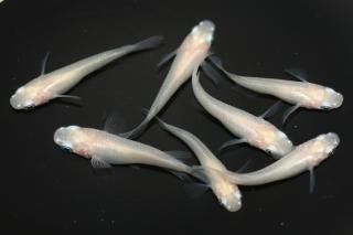 <img class='new_mark_img1' src='https://img.shop-pro.jp/img/new/icons1.gif' style='border:none;display:inline;margin:0px;padding:0px;width:auto;' />�ԥ奢�ۥ磻�ȡʥ��硼������� �ڸ�ʪ�ۡ�����3ɤ�᥹4ɤ��������M��L��DD2019