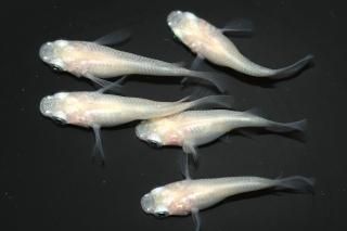 <img class='new_mark_img1' src='https://img.shop-pro.jp/img/new/icons1.gif' style='border:none;display:inline;margin:0px;padding:0px;width:auto;' />�ԥ奢�ۥ磻��Ⱦ����� �ڸ�ʪ�ۡ�����2ɤ�᥹3ɤ��������M��L��DD2020