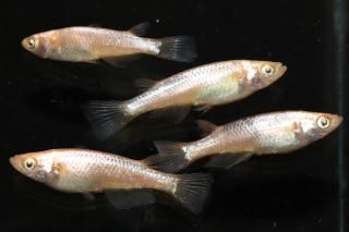 <img class='new_mark_img1' src='https://img.shop-pro.jp/img/new/icons1.gif' style='border:none;display:inline;margin:0px;padding:0px;width:auto;' />�ߥ顼���� �ڸ�ʪ�ۡ�����2ɤ�᥹2ɤ��������M��L��DD2021