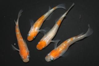 <img class='new_mark_img1' src='https://img.shop-pro.jp/img/new/icons1.gif' style='border:none;display:inline;margin:0px;padding:0px;width:auto;' />���� �ڸ�ʪ�ۡ�����2ɤ�᥹2ɤ��������M��L��DD2022